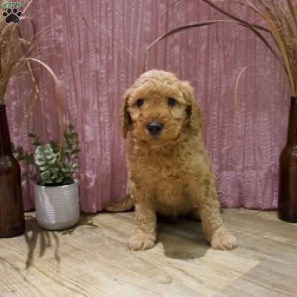 Teddy, Mini Goldendoodle Puppy